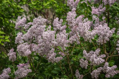 Çiçek açan yavaşça mor leylak, Moskova parklar çalılar