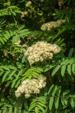 Rowan çalılar Moskova Parklar beyaz çiçekler 