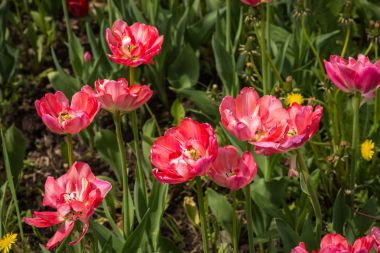 Taze bahar Lale dandelions, Moskova ile yeşil çim üzerinde