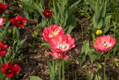 Taze bahar Lale dandelions, Moskova ile yeşil çim üzerinde