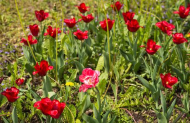 Taze bahar Lale dandelions, Moskova ile yeşil çim üzerinde
