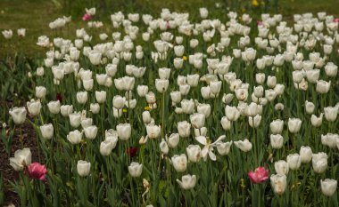 Taze bahar Lale dandelions, Moskova ile yeşil çim üzerinde