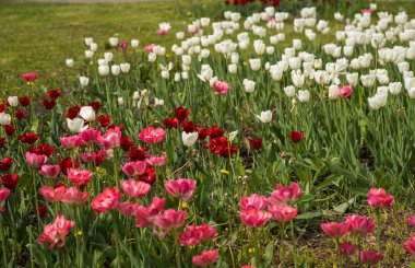 Taze bahar Lale dandelions, Moskova ile yeşil çim üzerinde