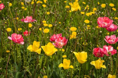 Taze bahar Lale dandelions, Moskova ile yeşil çim üzerinde