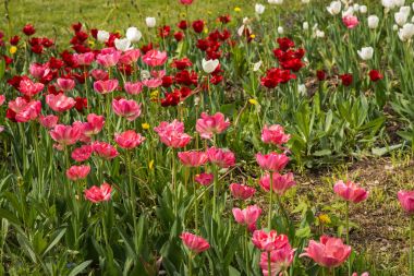 Taze bahar Lale dandelions, Moskova ile yeşil çim üzerinde