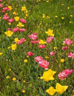 Taze bahar Lale dandelions, Moskova ile yeşil çim üzerinde