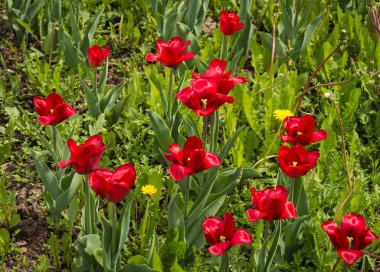 Taze bahar Lale dandelions, Moskova ile yeşil çim üzerinde