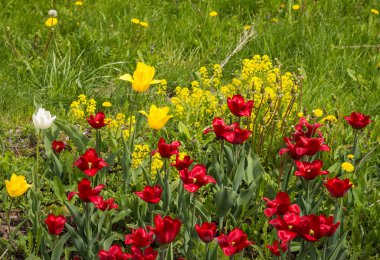 Taze bahar Lale dandelions, Moskova ile yeşil çim üzerinde