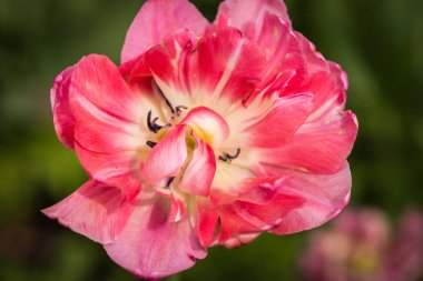 Taze bahar Lale Moskova çimenler üzerinde