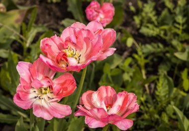 Taze bahar Lale Moskova çimenler üzerinde