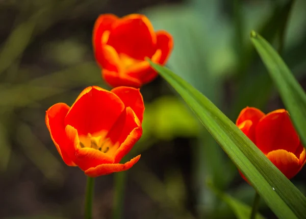 Свіжий весняний тюльпанів на газонах Москви — стокове фото