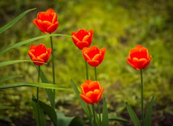 Свіжий весняний тюльпанів на газонах Москви — стокове фото