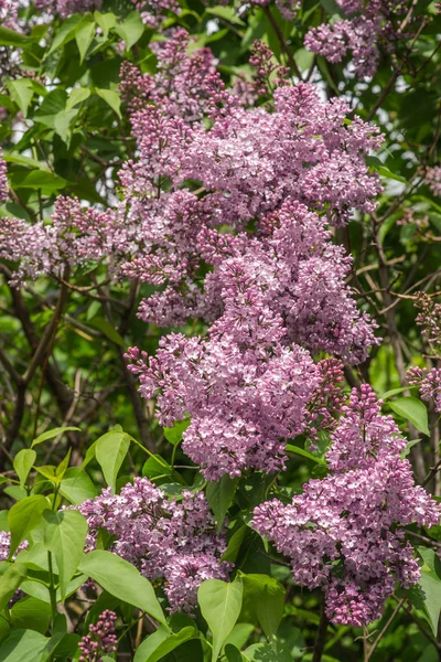 Bushes of blooming gently purple lilacs, Moscow parks — Stock Photo, Image