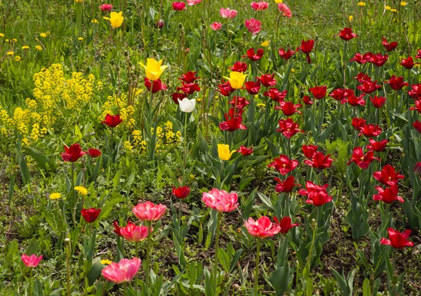 Taze bahar Lale dandelions, Moskova ile yeşil çim üzerinde