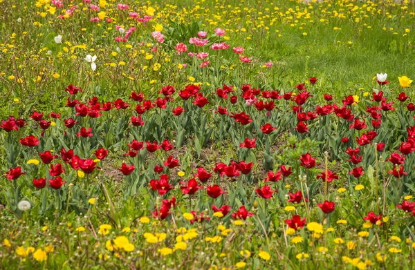 Čerstvé jarní tulipány na zeleném trávníku s pampelišky, Moskva — Stock fotografie