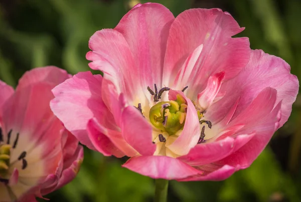 Taze bahar Lale Moskova çimenler üzerinde