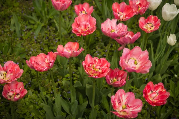 Fresh spring tulips on the lawns of Moscow Stock Picture