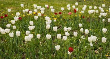 Taze bahar Lale dandelions, Moskova ile yeşil çim üzerinde