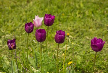 Taze bahar Lale dandelions, Moskova ile yeşil çim üzerinde