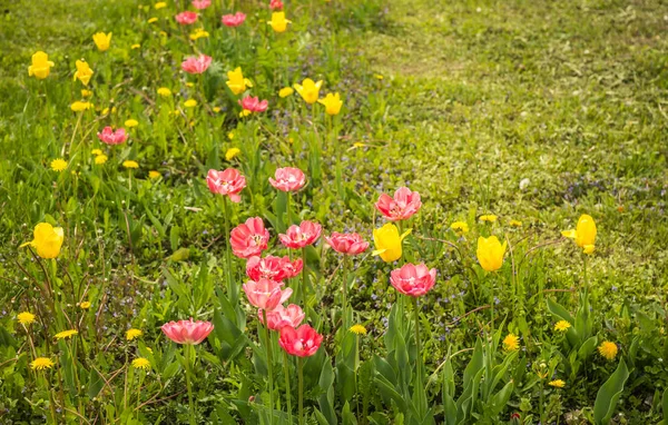 Fresh spring tulips on a green lawn with dandelions, Moscow — Stock Photo, Image