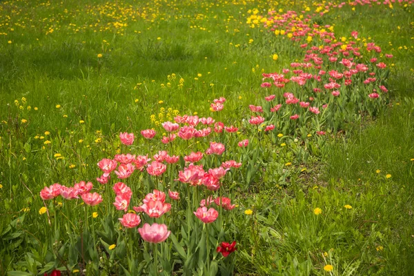 Friss tavaszi tulipán a zöld gyep, pitypang, Moszkva — Stock Fotó