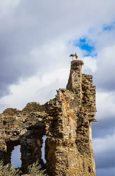 Cicogne sulle rovine del castello di Laguna de Negrillos, Spagna — Foto Stock