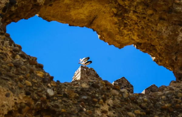 Storks op de ruïnes van kasteel in Laguna de Negrillos, Spanje — Stockfoto