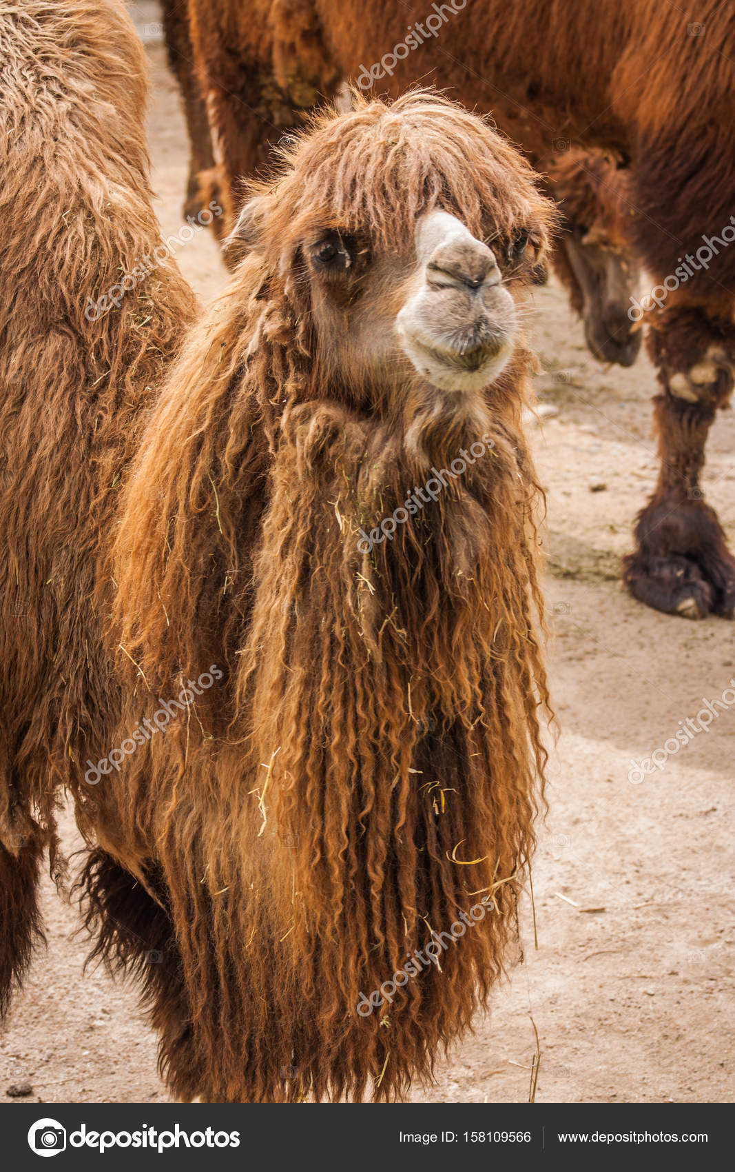 Portrait of a big shaggy red camel Stock Photo by ©sietevidas 158109566 Portrait of a big shaggy red camel Stock Photo by ©sietevidas 158109566