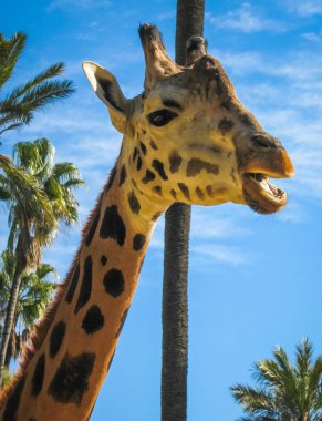 Bir zürafa, Yunanistan görüntü kadar kapatın