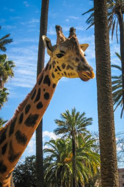 Bir zürafa, Yunanistan görüntü kadar kapatın