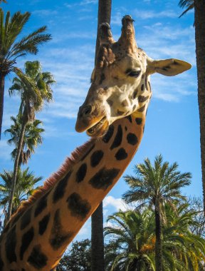 Bir zürafa, Yunanistan görüntü kadar kapatın