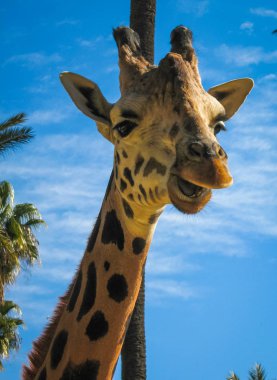 Bir zürafa, Yunanistan görüntü kadar kapatın