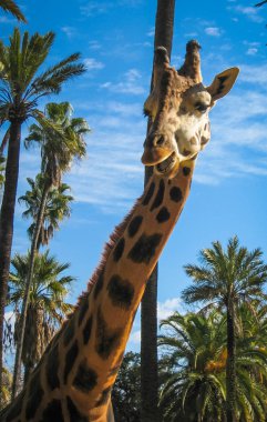 Bir zürafa, Yunanistan görüntü kadar kapatın