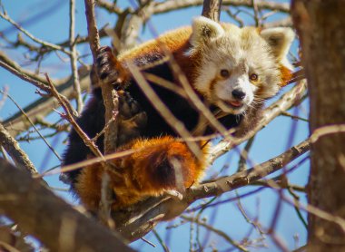 Red Panda, portresi olarak da adlandırılan küçük Panda 