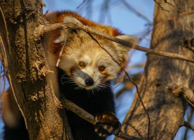 Red Panda, portresi olarak da adlandırılan küçük Panda 