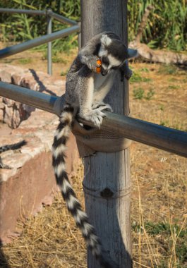  Atina Yunanistan havuç yeme Lemurlar
