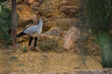 Kuş Yunanistan Park'ta yürüyordunuz Sekreter