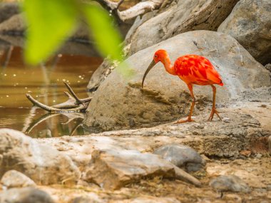 Parlak Kızıl aynak ve diğer kuşlar parkta yürüyüş