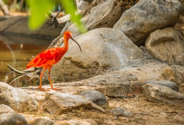 Parlak Kızıl aynak ve diğer kuşlar parkta yürüyüş