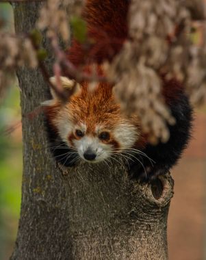 Red Panda, portresi olarak da adlandırılan küçük Panda 