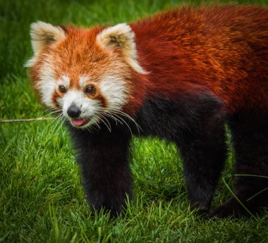 Red Panda, portresi olarak da adlandırılan küçük Panda 