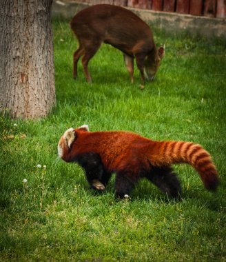 Red Panda, portresi olarak da adlandırılan küçük Panda 