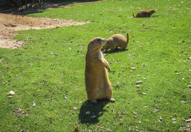 Küçük tombul dağ çimenlerin üzerinde yürüyüş