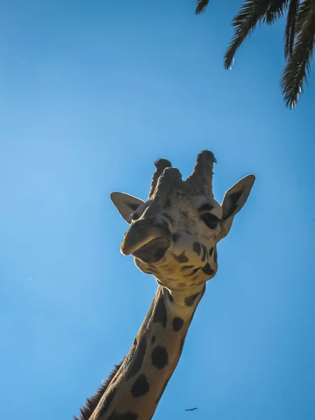 Close-up beeld van een giraffe, Griekenland — Stockfoto