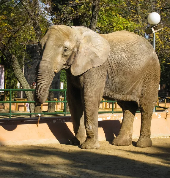 Elefante andando no gramado na Grécia — Fotografia de Stock