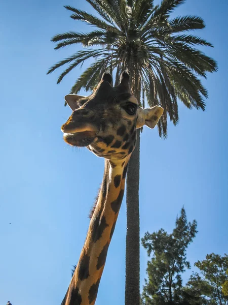 Bir zürafa, Yunanistan görüntü kadar kapatın