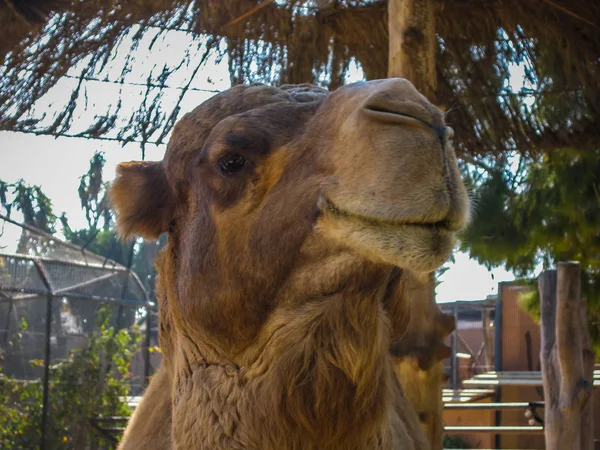 Retrato de un gran camello rojo peludo — Foto de Stock