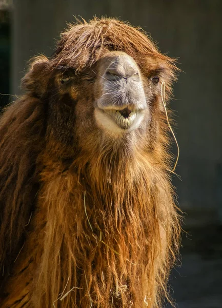 Ritratto di un grosso cammello rosso arruffato — Foto Stock