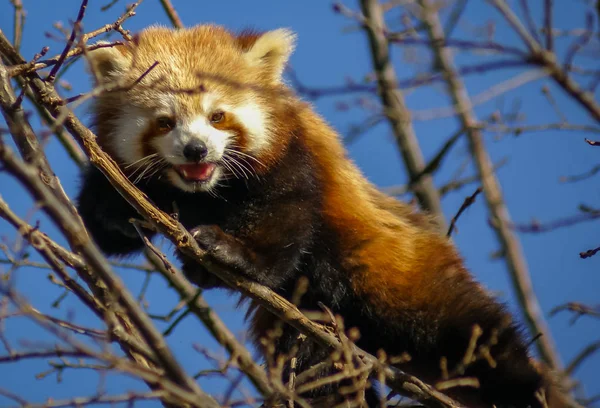 Portrait of  Red Panda, also called Lesser Panda — Stock Photo, Image