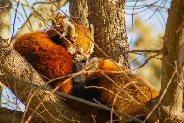 Portrait of  Red Panda, also called Lesser Panda — Stock Photo, Image